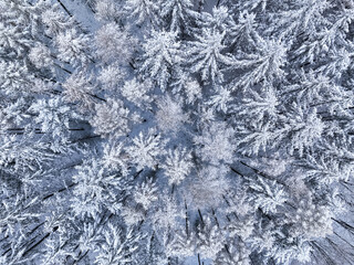 Aerial view of white forest in winter, Poland.