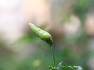 a close up of chillies still on the tree