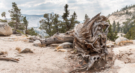 Fototapeta premium old pine stump, Olmsted Point, Yosemite, California, US