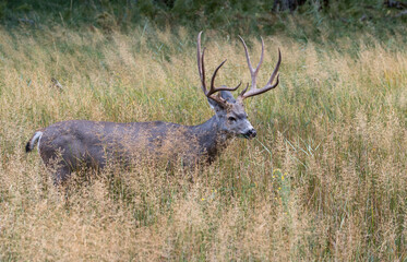 Fototapeta premium Mule deer buck grazing in a meadow in Yosemite Valley, Yosemite National Park, California USA