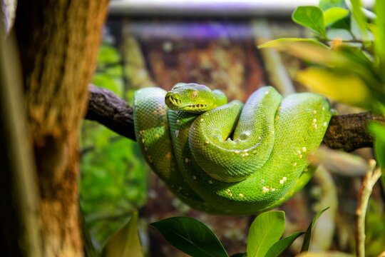 Green tree python curled up on a branch