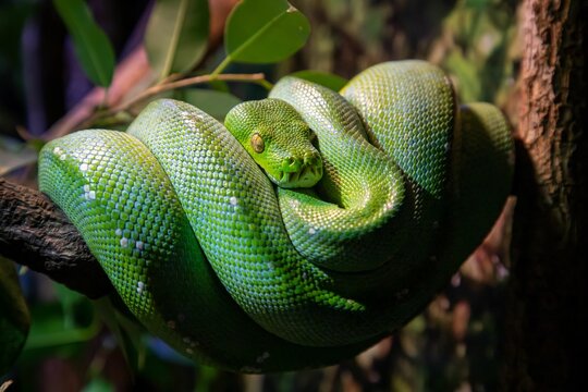 Green tree python curled up on a branch