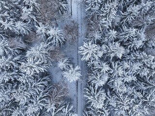 Aerial view of white forest and footpath in Poland.