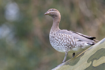 Female Australian wood duck, or maned duck (Chenonetta jubata) in a Sydney park
