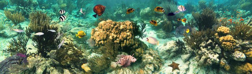 Fototapeta na wymiar Colorful coral reef with many fishes and sea turtle. The people at snorkeling underwater tour at the Caribbean Sea at Honeymoon Beach on St. Thomas, USVI - travel concept
