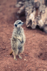 Meerkat on the lookout