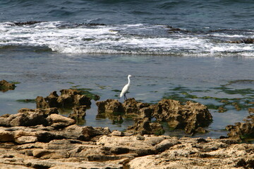 Coast of the Mediterranean Sea in northern Israel.