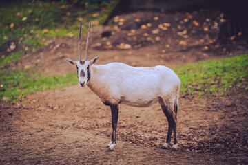 Antelope in the wild