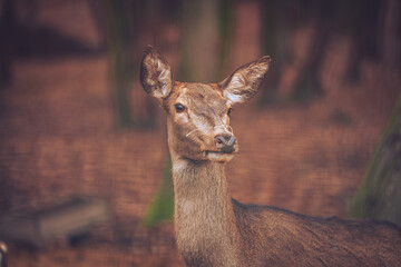 Portrait of a deer in the forest