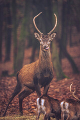 Portrait of a deer in the forest