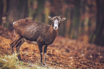 Mountain goat in the forest