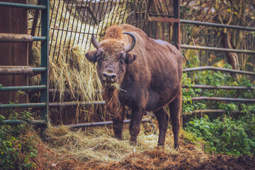 Buffalo eating in the zoo