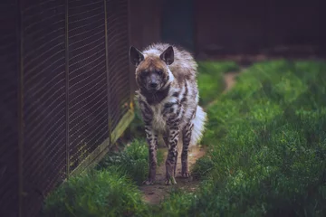 Tuinposter Portret van een hyena © Milan