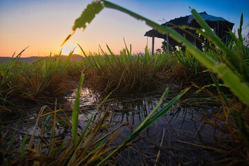Cultivation land of the Saudi Arabian desert