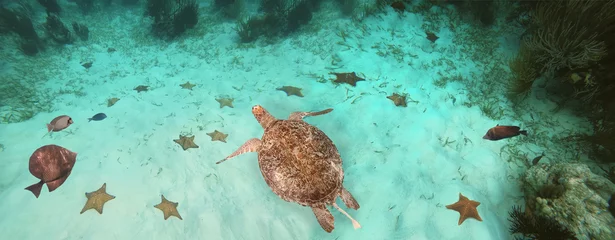 Gardinen Buntes Korallenriff mit vielen Fischen und Meeresschildkröten. Die Leute beim Schnorcheln unter Wasser Tour in der Karibik am Honeymoon Beach auf St. Thomas, USVI - Reisekonzept © Solarisys