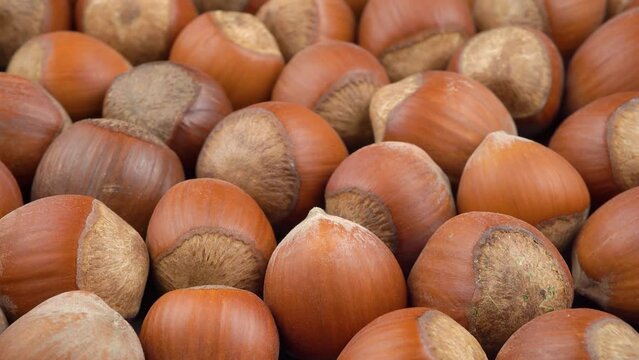 Many hazelnuts in the shell