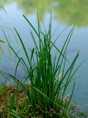 Obraz premium green plants by the water