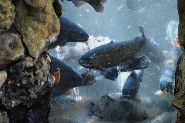 stone fish tank with window