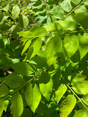 Green leaf background