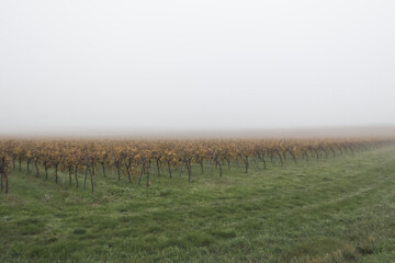 Fototapeta premium Automne charentais