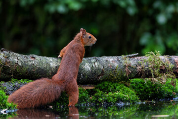 Eurasian red squirrel (Sciurus vulgaris) baby searching for food in the forest in the Netherlands.  