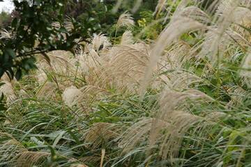 秋の山中のススキ野