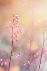 wiat kwitnącej różowej żurawki na rozmytym tle. Piękne pastelowe małe kwiaty (Heuchera) - obrazy, fototapety, plakaty