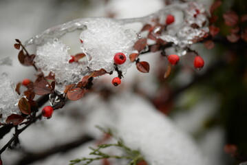 Branches leaves of red-green cotoneaster under snow, small red leaves of a bush under ice, branches with green leaves under white ice in winter, winter branches background, winter berries pattern