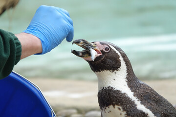 Zookeeper hand feeding a penguin a fish © ImageryBT