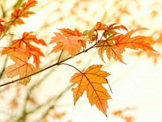 Autumn landscape. Autumn tree leaves sky background.