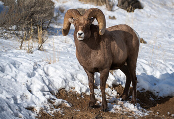 Big Horn RAM