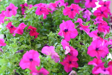 flowers in the garden