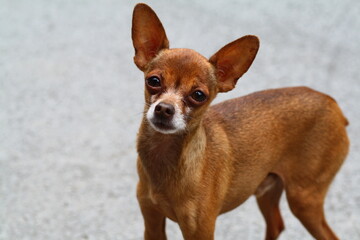 chihuahua dog portrait
