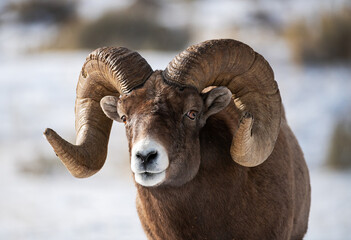 Big Horn RAM
