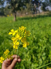 hand hilding brassica flower