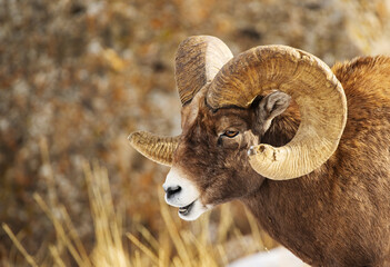 Big Horn RAM