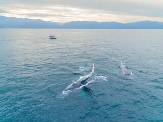 Fototapeta na wymiar Whale Watching in Puerto Vallarta, Mexico