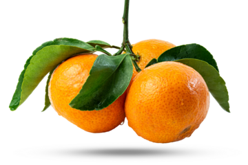 Branch of three Tangerines or clementines with green leaf with green leaves isolated on white background.