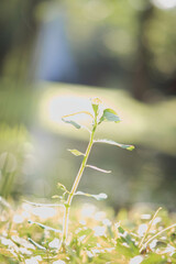 flowers in the forest