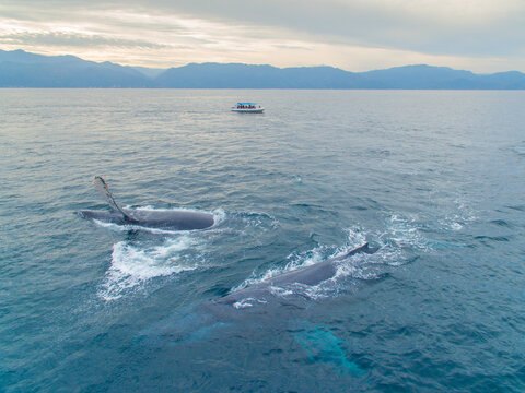 Family Watching Whales From A Boat, Puerto Vallarta Mexico