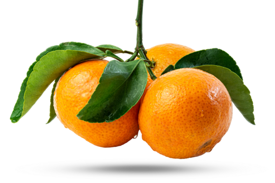 Branch of three Tangerines or clementines with green leaf with green leaves isolated on white background.