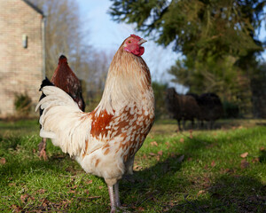 White rooster free in garden
