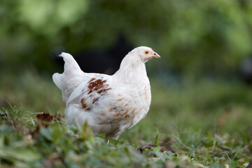 Young white rooster free range in garden