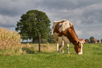 Naklejka na ściany i meble Brown white cow grazing in meadow