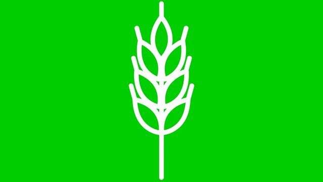 Animated white symbol of wheat ear. Concept of harvest, food, bread. Linear icon. Vector illustration isolated on green background.