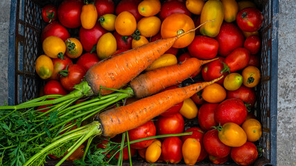 tomatoes, carrots on the table.Carrots, tomatoes just picked in the garden on wooden boards. carrots & tomatoes.