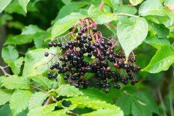 Closeup of black elderberry (Sambucus nigra) fruits on the shrub
