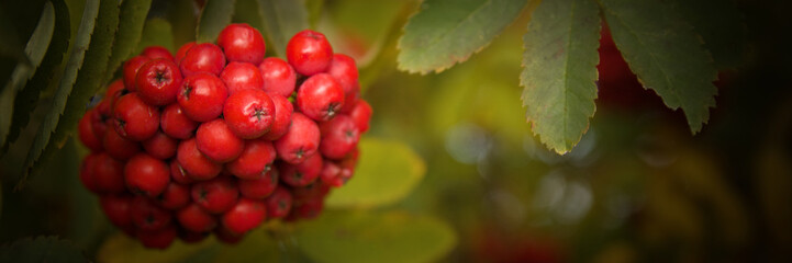 Red rowan on a tree in autumn. Mountain-ash. Red rowan berries growing on a tree branches with green leaves