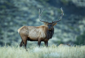 Elk Rut