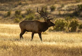 Elk Rut